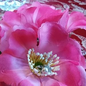 NEW FRESH WATER PERL RING